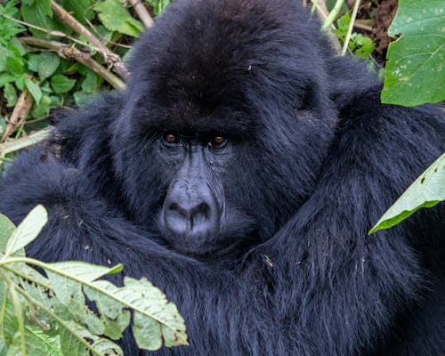 Ücretsiz goril, hayvan, hayvan fotoğrafçılığı içeren Ücretsiz stok fotoğraf Stok Fotoğraflar