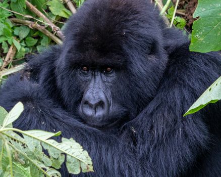 Volcanoes gorilla trekking — Rwanda