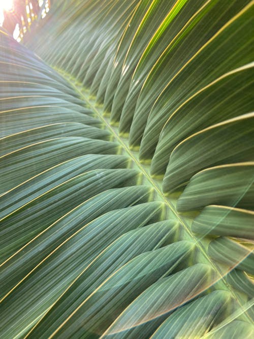 Foto d'estoc gratuïta de fulles de coco, fulles de palmera, fulles verdes