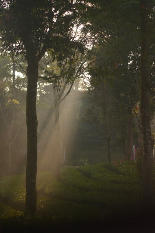 Imagine de stoc gratuită din arbori, dimineață, fotografiere verticală