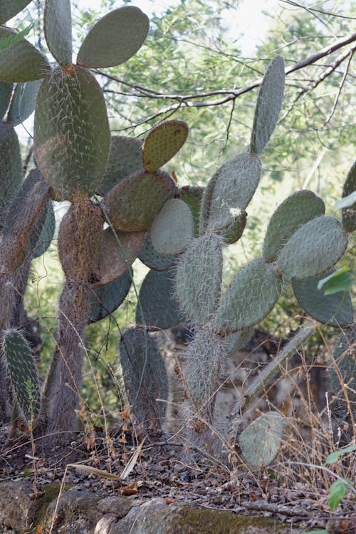 Foto d'estoc gratuïta de cactus, figuera de moro, opuntia