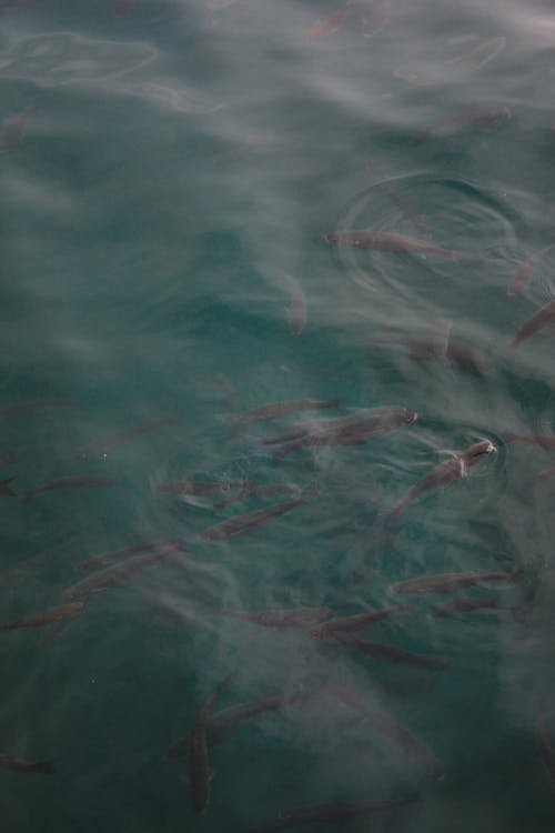 dalgalar, dikey atış, su altında balık içeren Ücretsiz stok fotoğraf