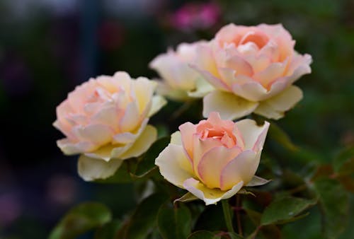 Close-Up Shot of Blooming Garden Roses