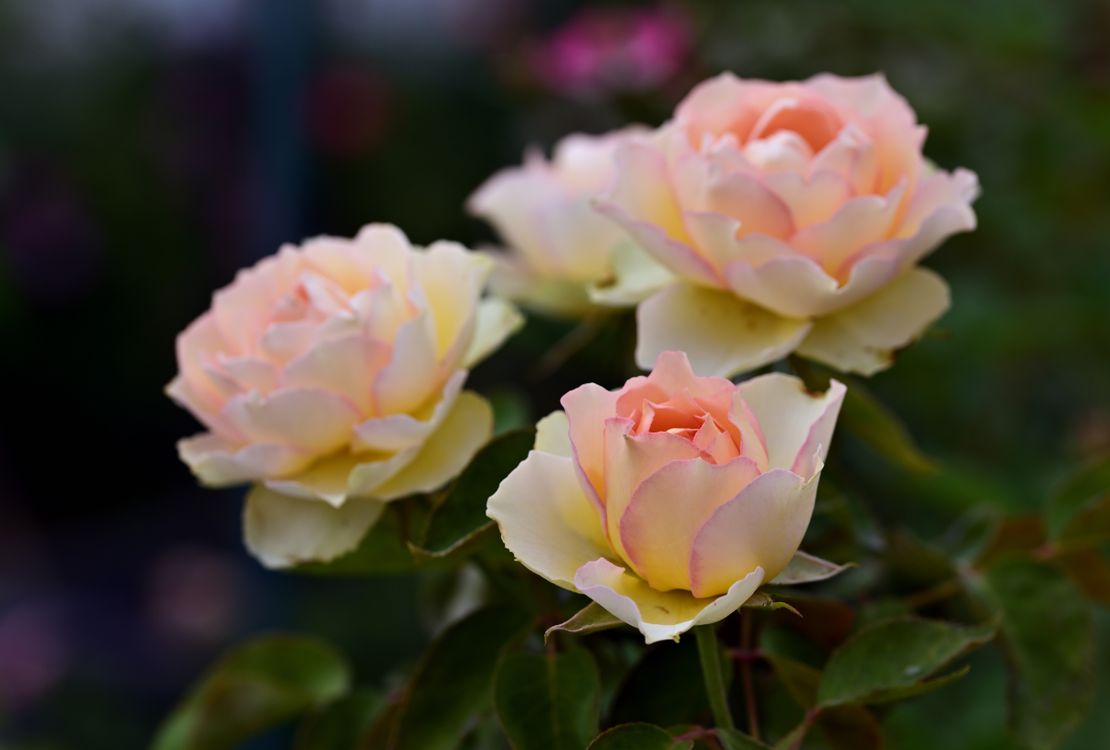 Gen Roses Close-Up Shot of Blooming Garden Roses · Free Stock Photo