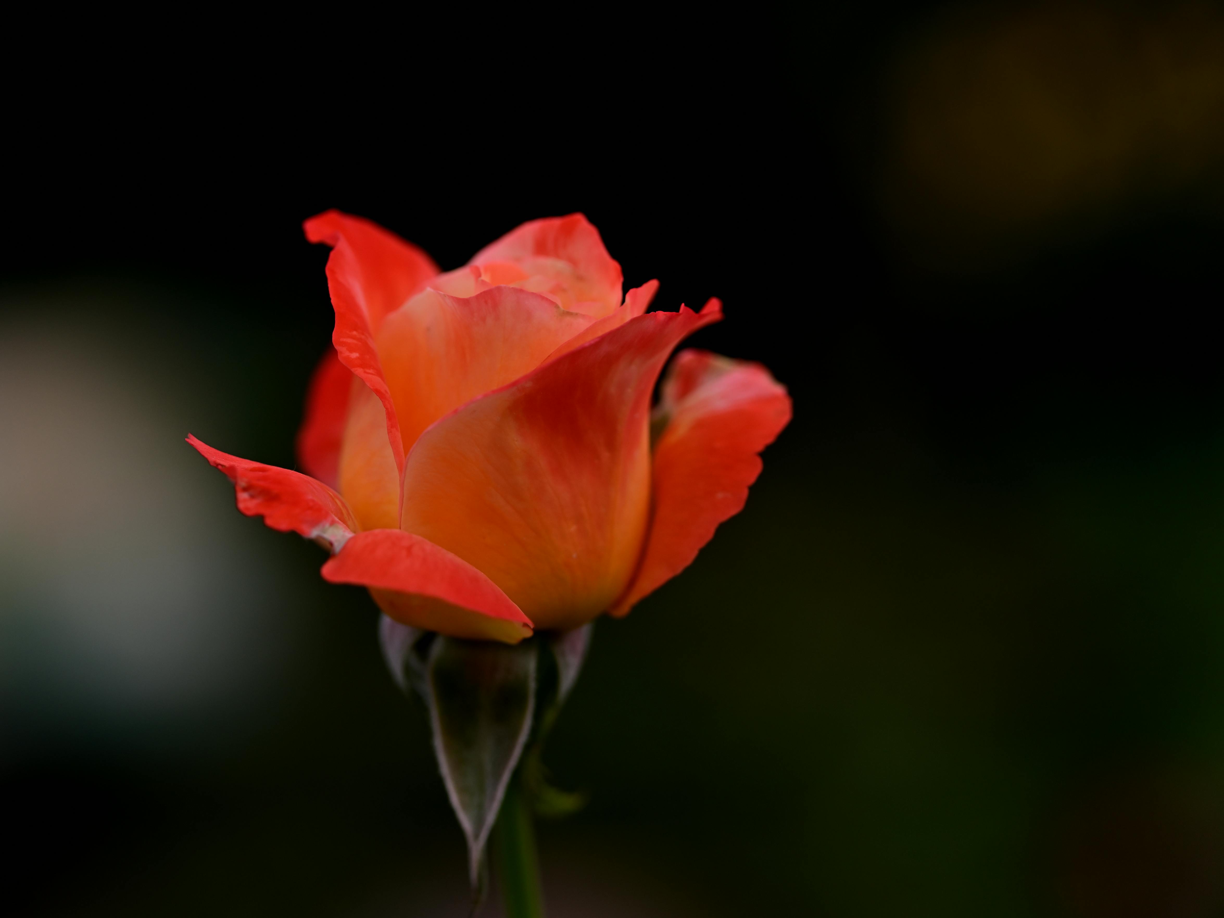 A Red Rose on an Open Book · Free Stock Photo