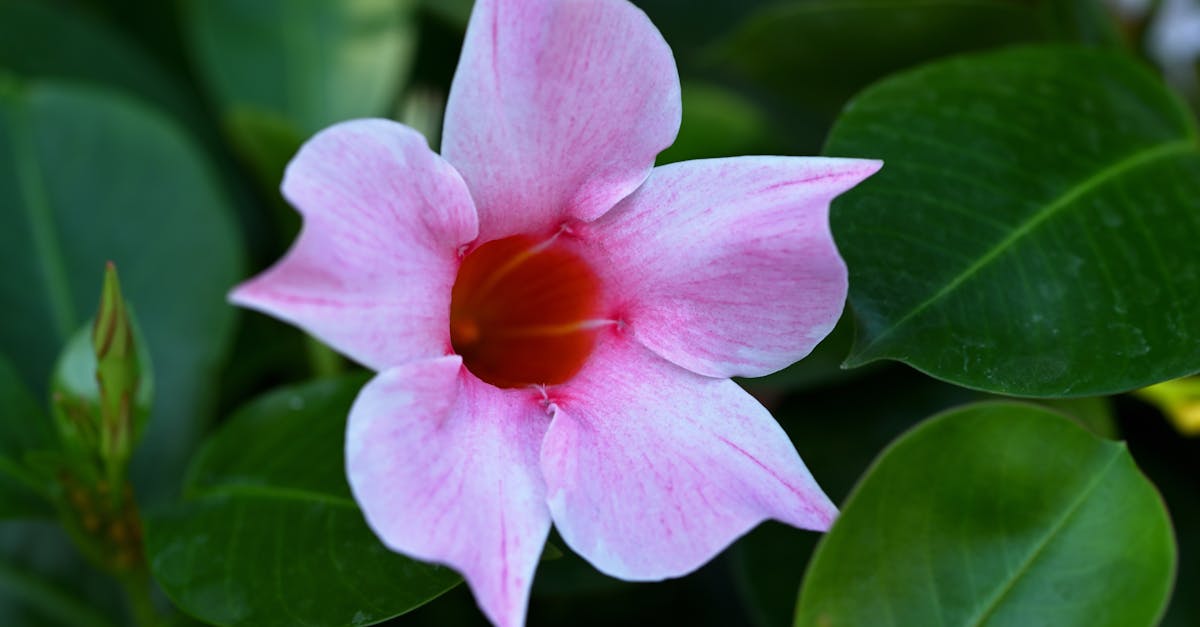 Why is mitosis important for growth and repair