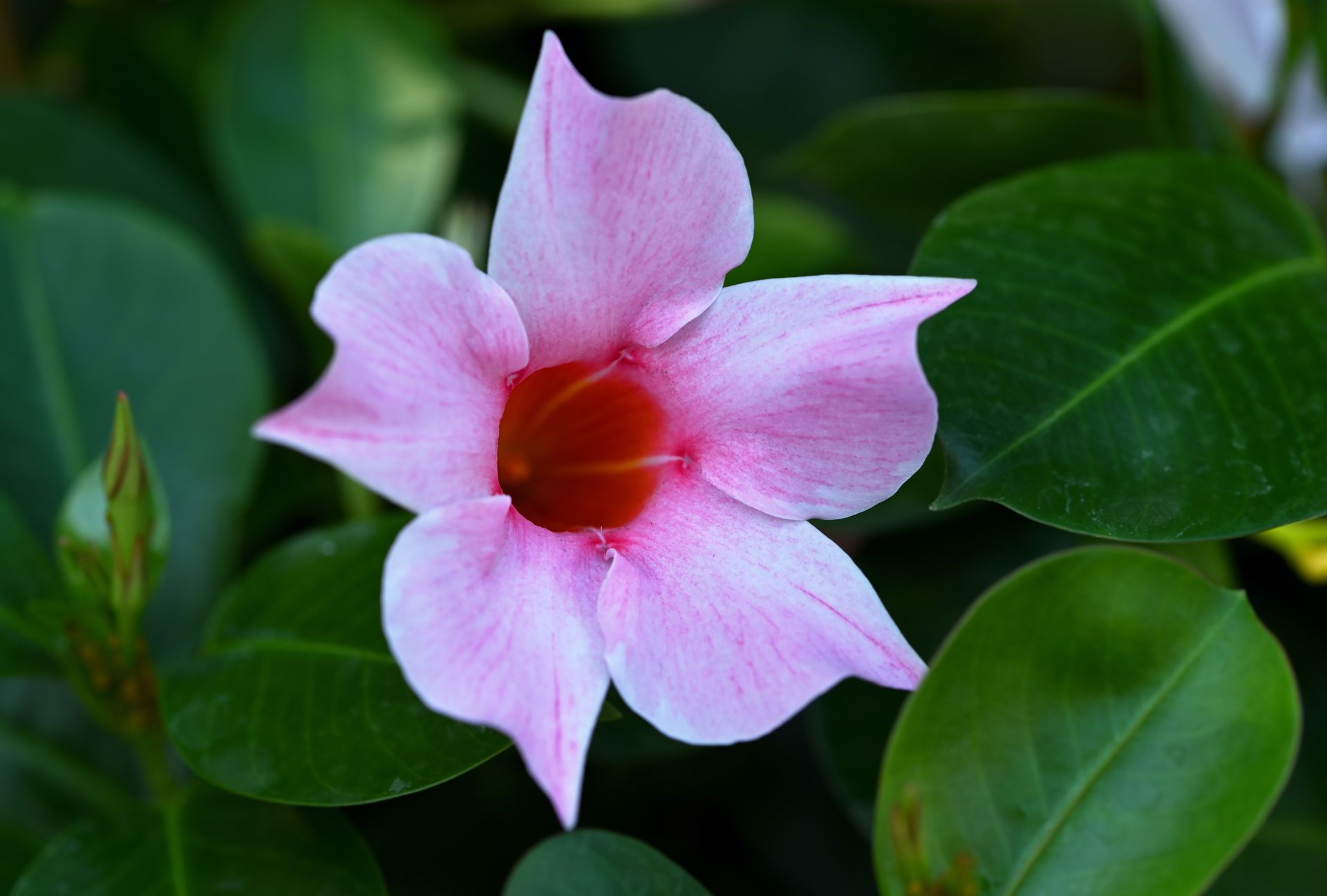 Beautiful macro shot of a pink Brazilian jasmine flower in full bloom against lush green leaves.