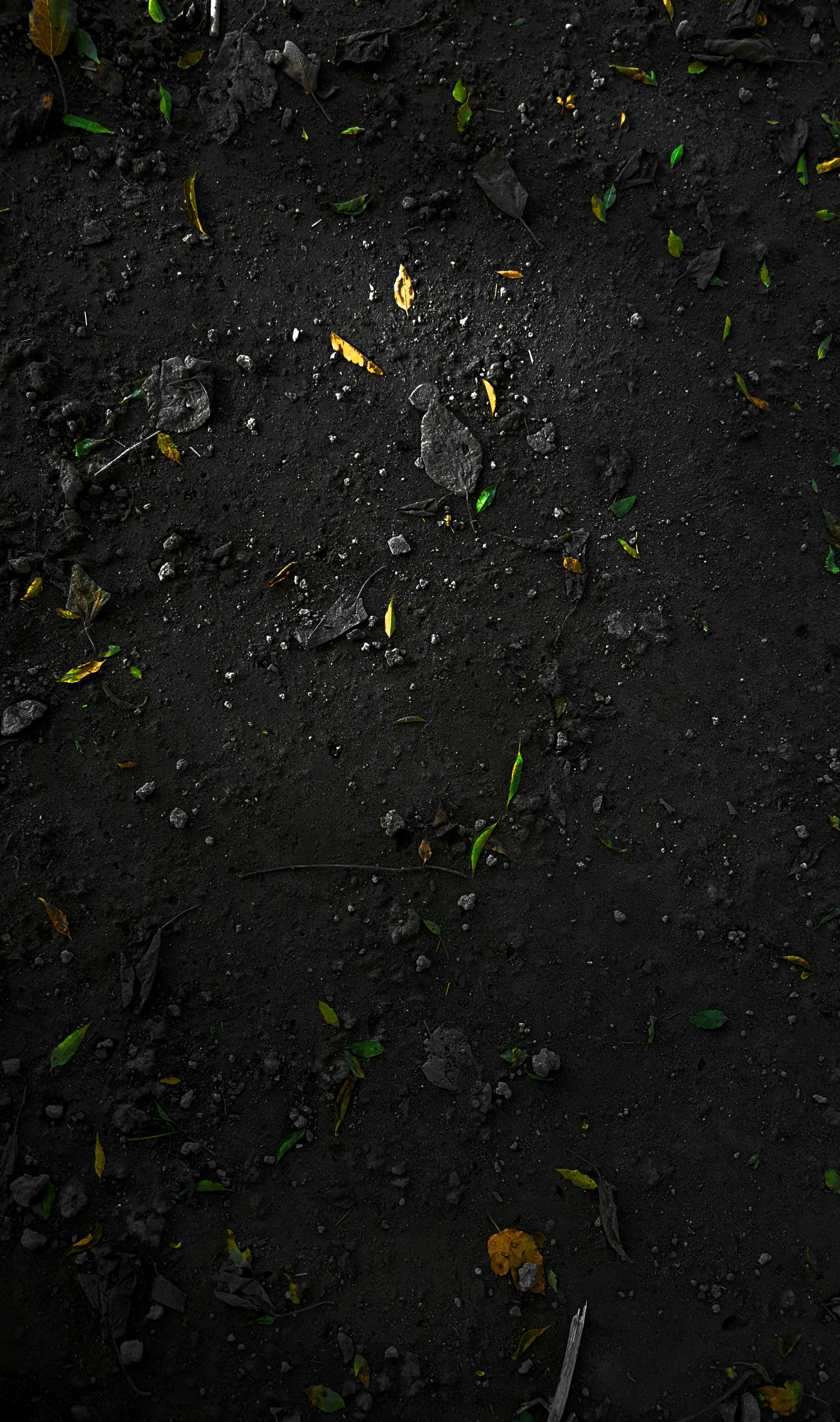 Free stock photo of dark, leafs