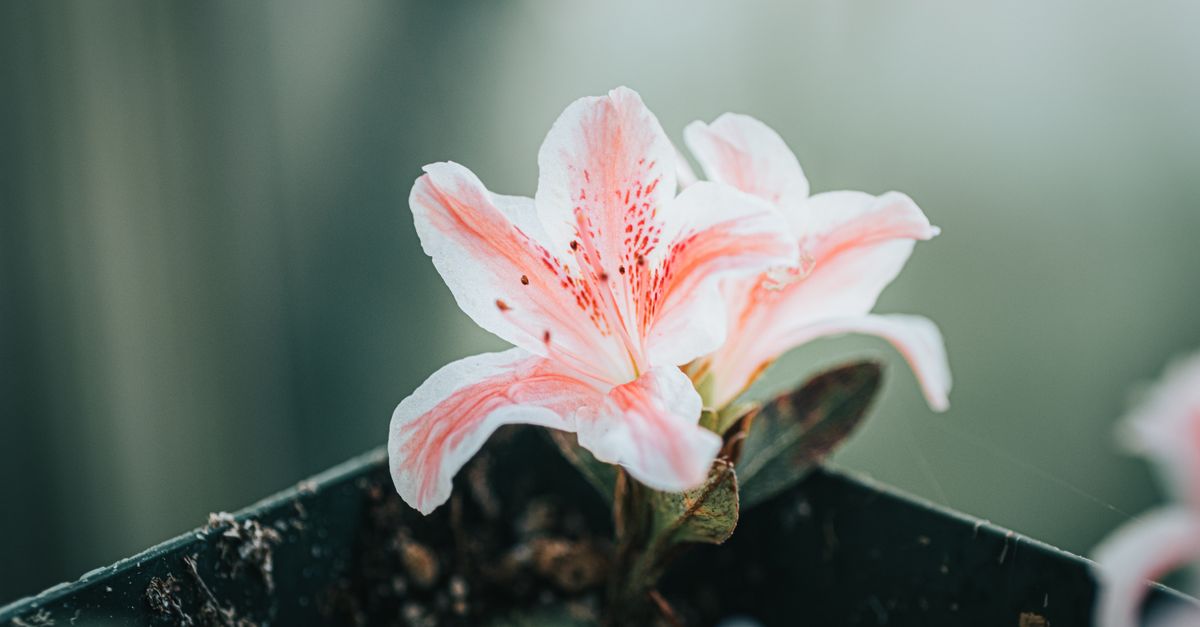 Rhododendron : Plantation et Soins Guide 2026