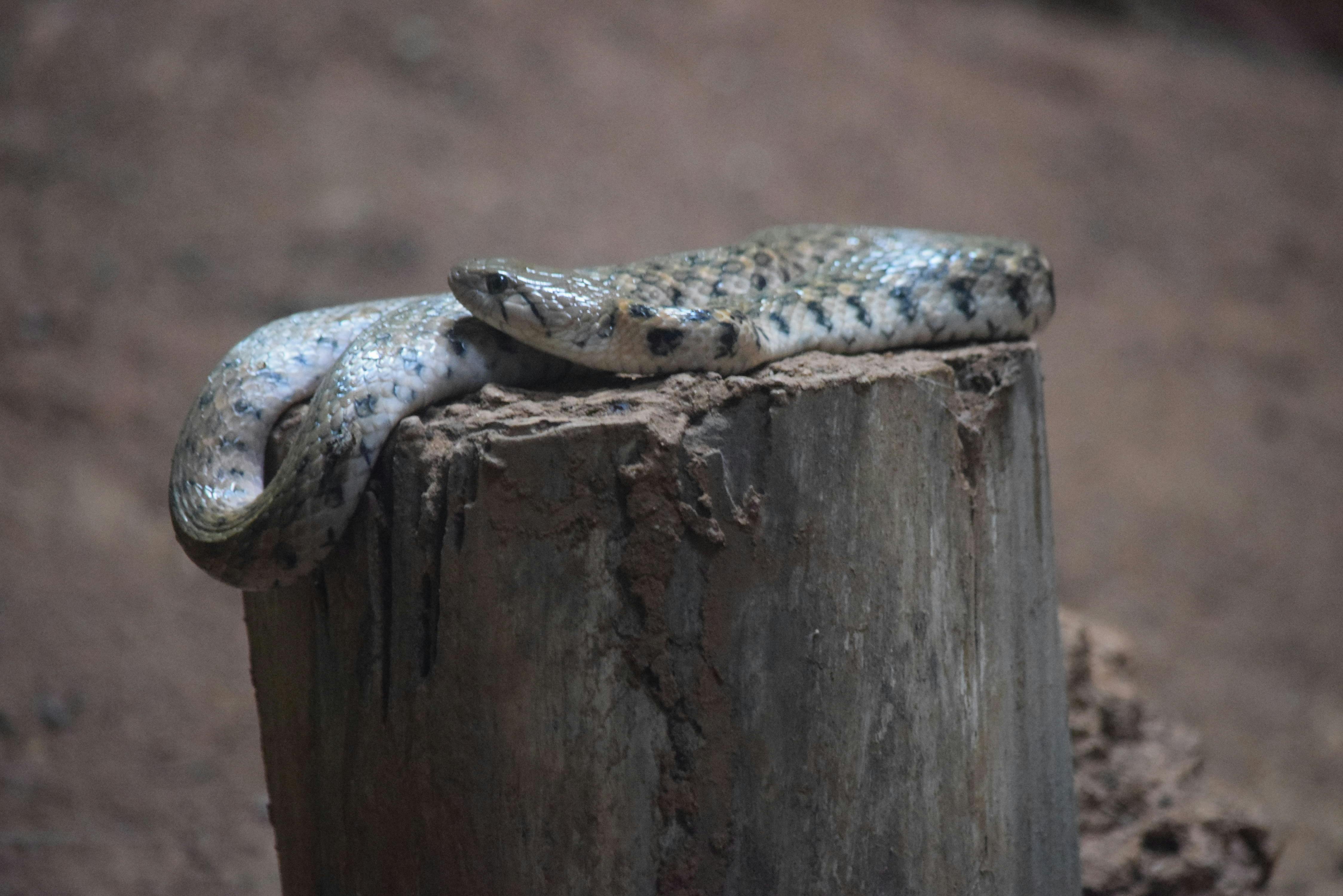 free-stock-photo-of-snakes