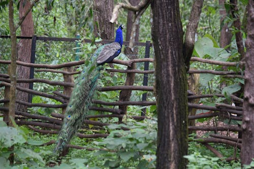 Free stock photo of india, peacock