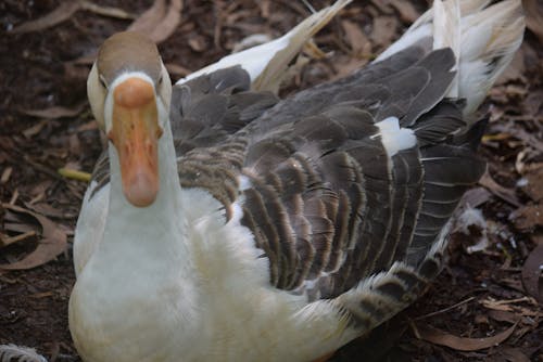 Free stock photo of birds, duck, india