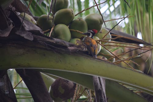 Free stock photo of birds, india, woodpecker