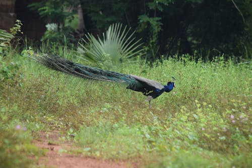 Free stock photo of india, peacock