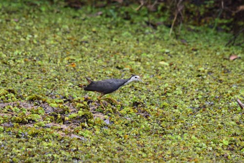 Free stock photo of birds, india, waterbirds