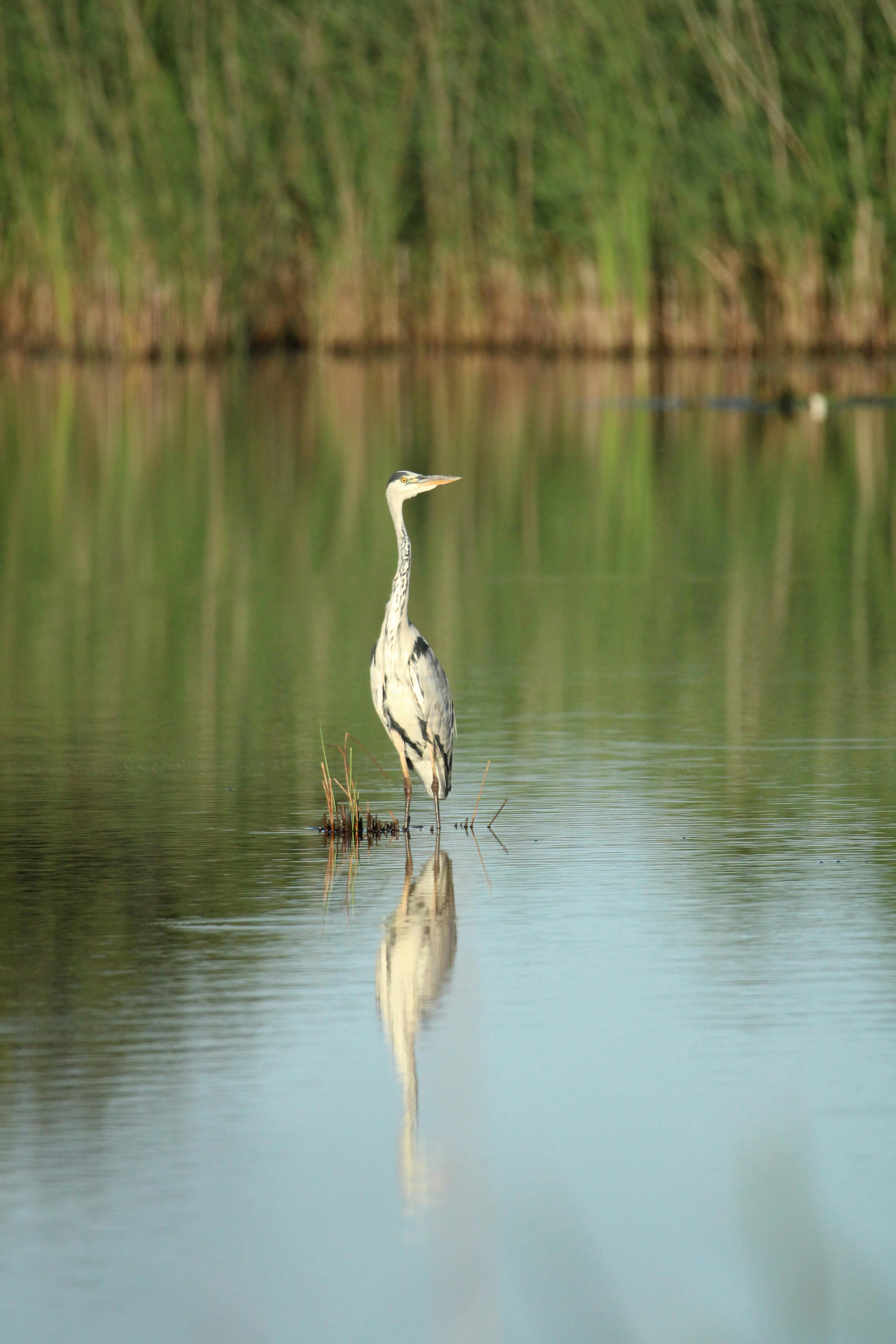 blue heron on water