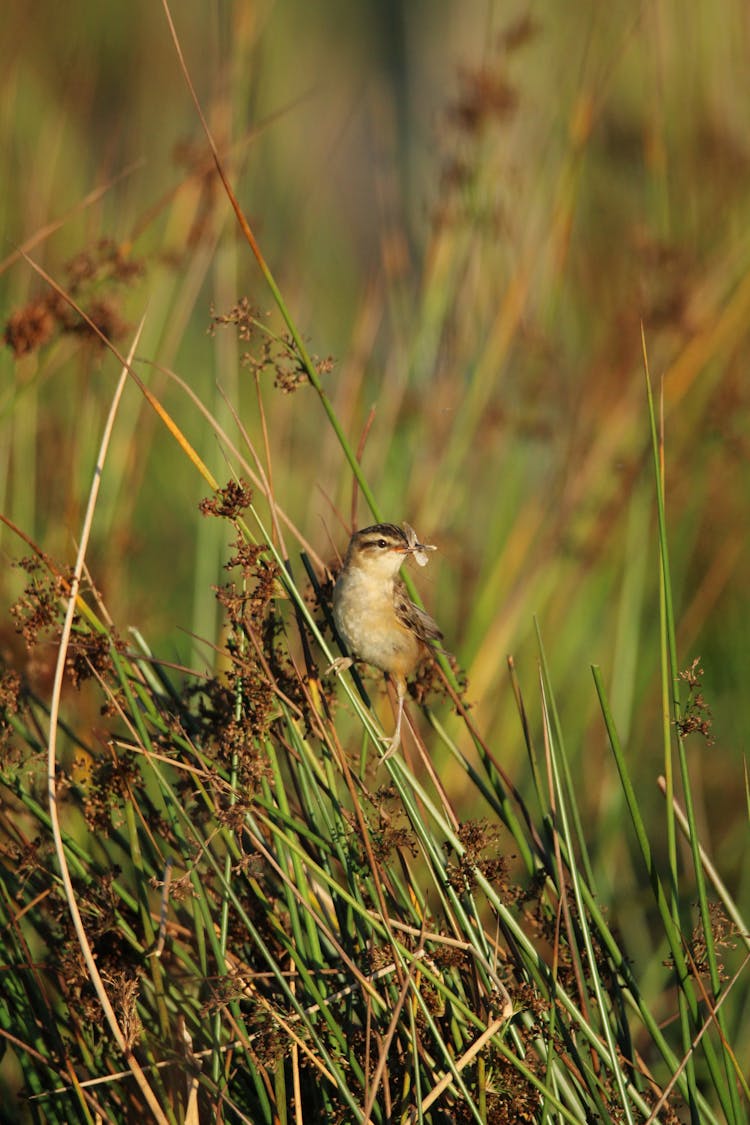 Photo Of A Sedge Warbler On The Grass