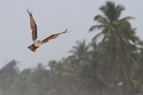 Free stock photo of birds