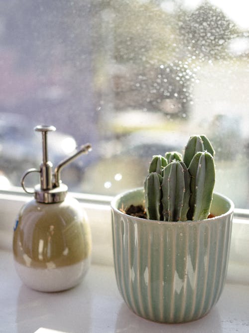 Plante De Cactus Sur Un Rebord De Fenêtre