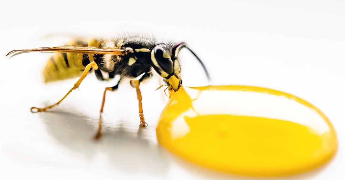 Macro Photography Of Bee Sipping On Liquid Free Stock Photo macro-photography-of-bee-sipping-on-liquid-free-stock-photo
