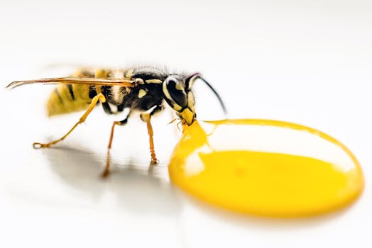 Close-up macro image of a wasp feeding on a droplet of honey, showcasing its sharp details and vibrant colors.