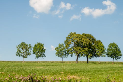 Green Trees on Grass Field under the Cloudy Sky