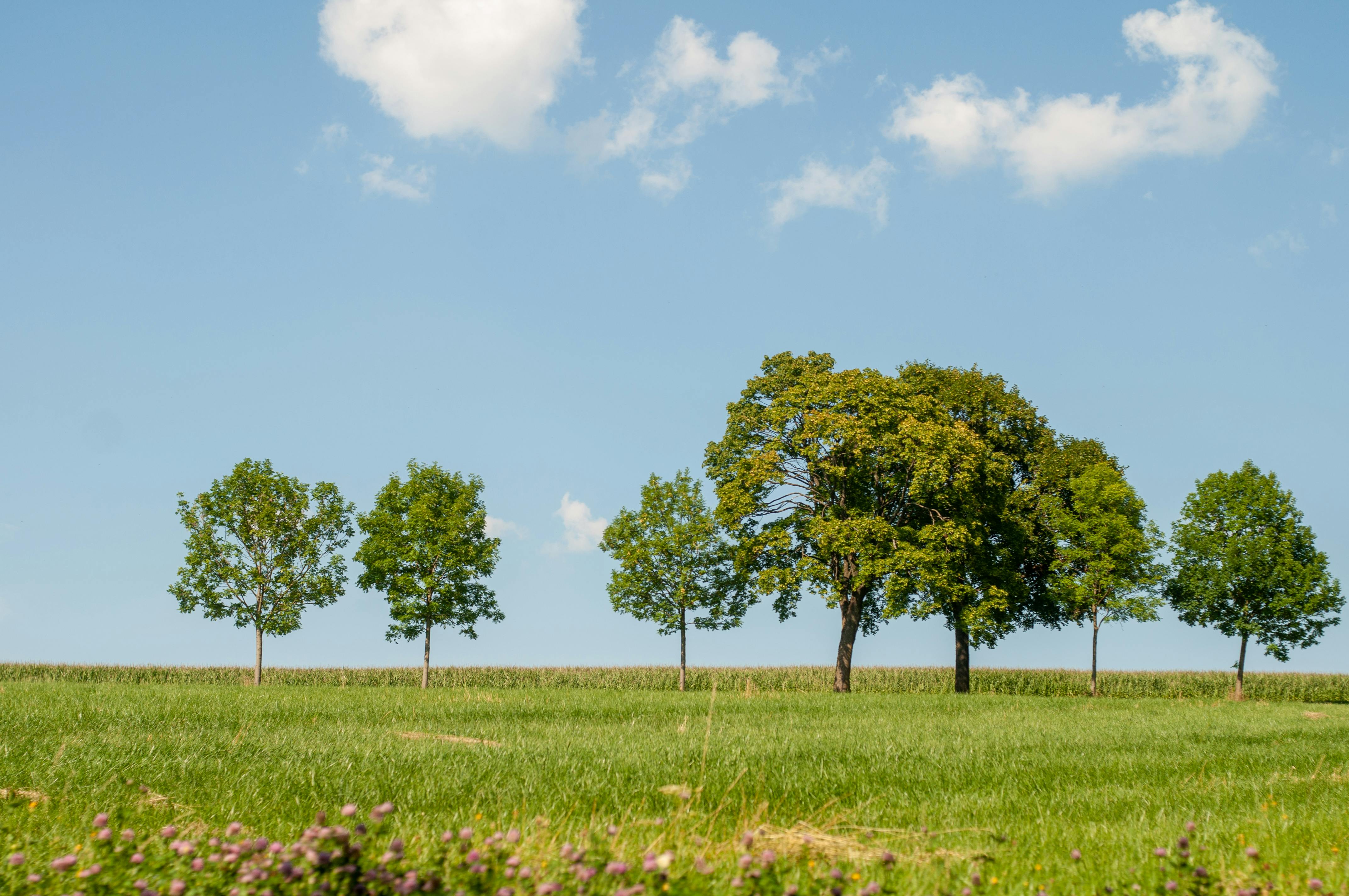 Green and Brown Grass · Free Stock Photo