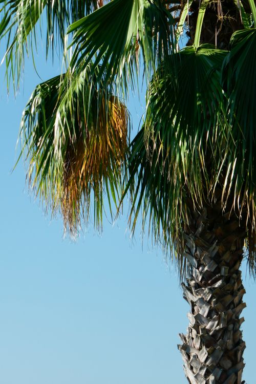 Free Close-up of a palm tree with lush green fronds set against a bright blue sky. Stock Photo