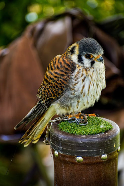 Kostenloses Stock Foto zu amerikanischer turmfalke, gehockt, nahansicht