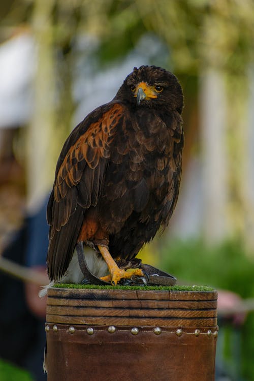 Foto d'estoc gratuïta de animal, falcó, fotografia d'animals