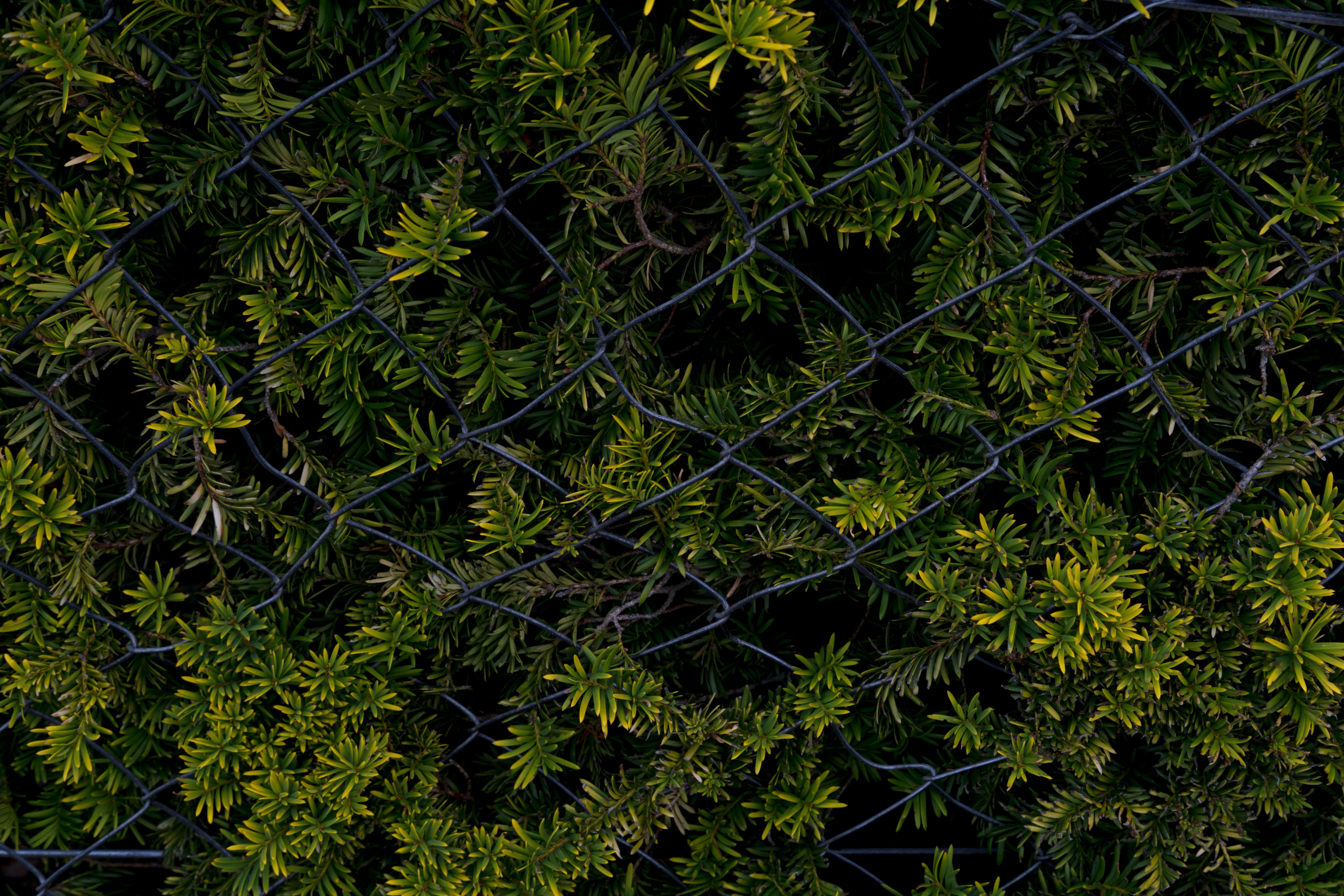 Lush green plants intertwined with a wire fence, showcasing natural beauty and texture.