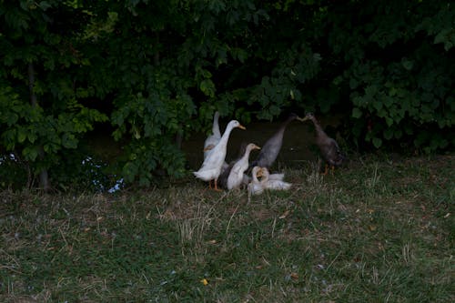 Photos gratuites de animaux, canards, canetons