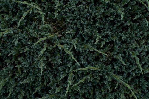 Bezpłatne Darmowe zdjęcie z galerii z fotografia roślin, jałowiec, krzew Zdjęcie z galerii