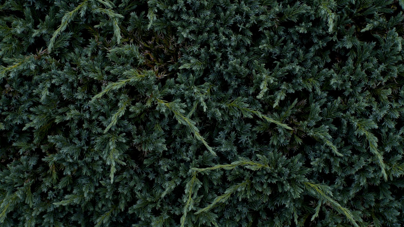 Green leaves of a plant, Somalia