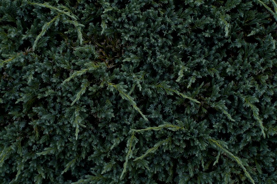 Lush green juniper shrub foliage — Hollywood juniper tree used as screening plant in Surrey BC residential garden