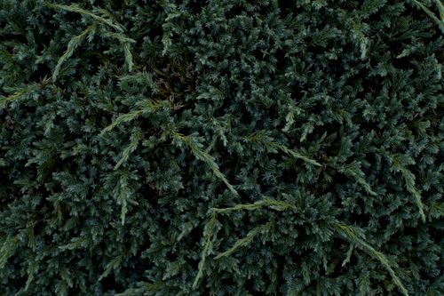 Free Detailed close-up of lush green juniper shrub, showcasing dense botanical texture. Stock Photo