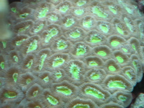 Fotos de stock gratuitas de coral, coral cerebro, coral cerebro verde brillante