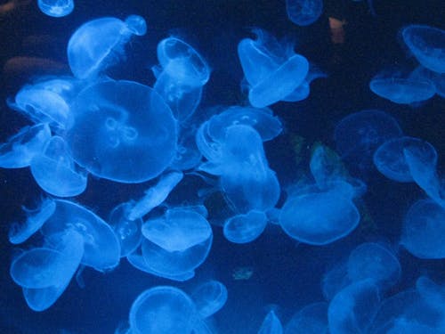 一群水母, 水母, 深藍色上的白色水母 的 免費圖庫相片