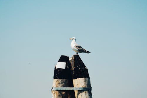 Photo of a Gull on a Wooden Post