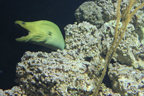 綠海鰻, 鰻魚, 鰻魚張開嘴 的 免費圖庫相片
