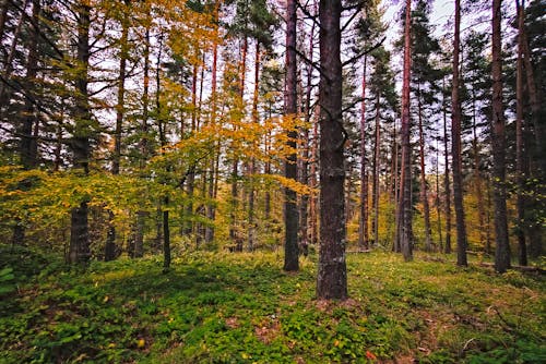 Free stock photo of bulgaria, forest, leaves Stock Photo