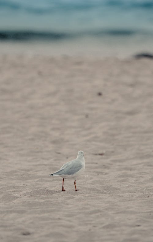 Darmowe zdjęcie z galerii z brzeg morza, brzeg plaży, mewa