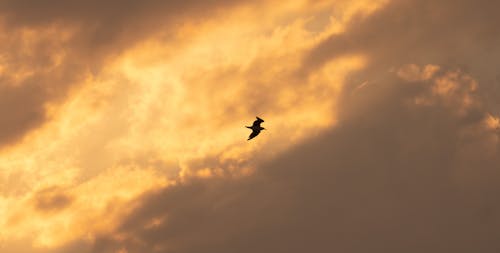 Darmowe zdjęcie z galerii z latać, natura, plaża