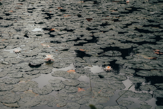 A tranquil scene of lily pads and water lilies floating on a still pond surface, evoking peace and nature's beauty.