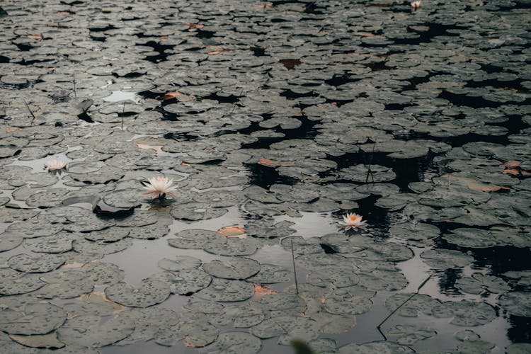 A Pond Full Of Lily Pads