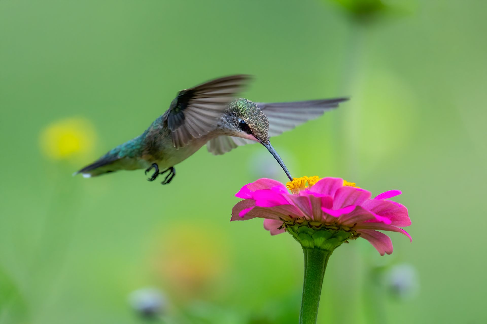 A vibrant hummingbird feeds on nectar from a pink zinnia flower with blurred green background.