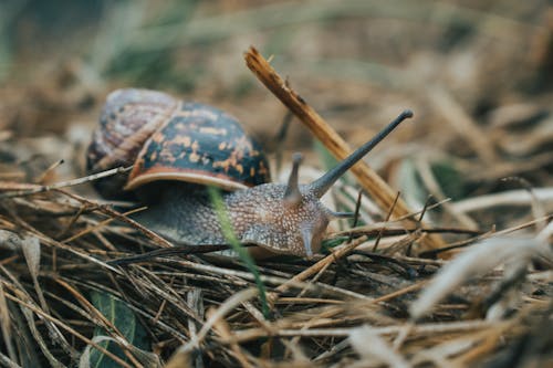 Close-Up Shot of a Snail on Dried Grass