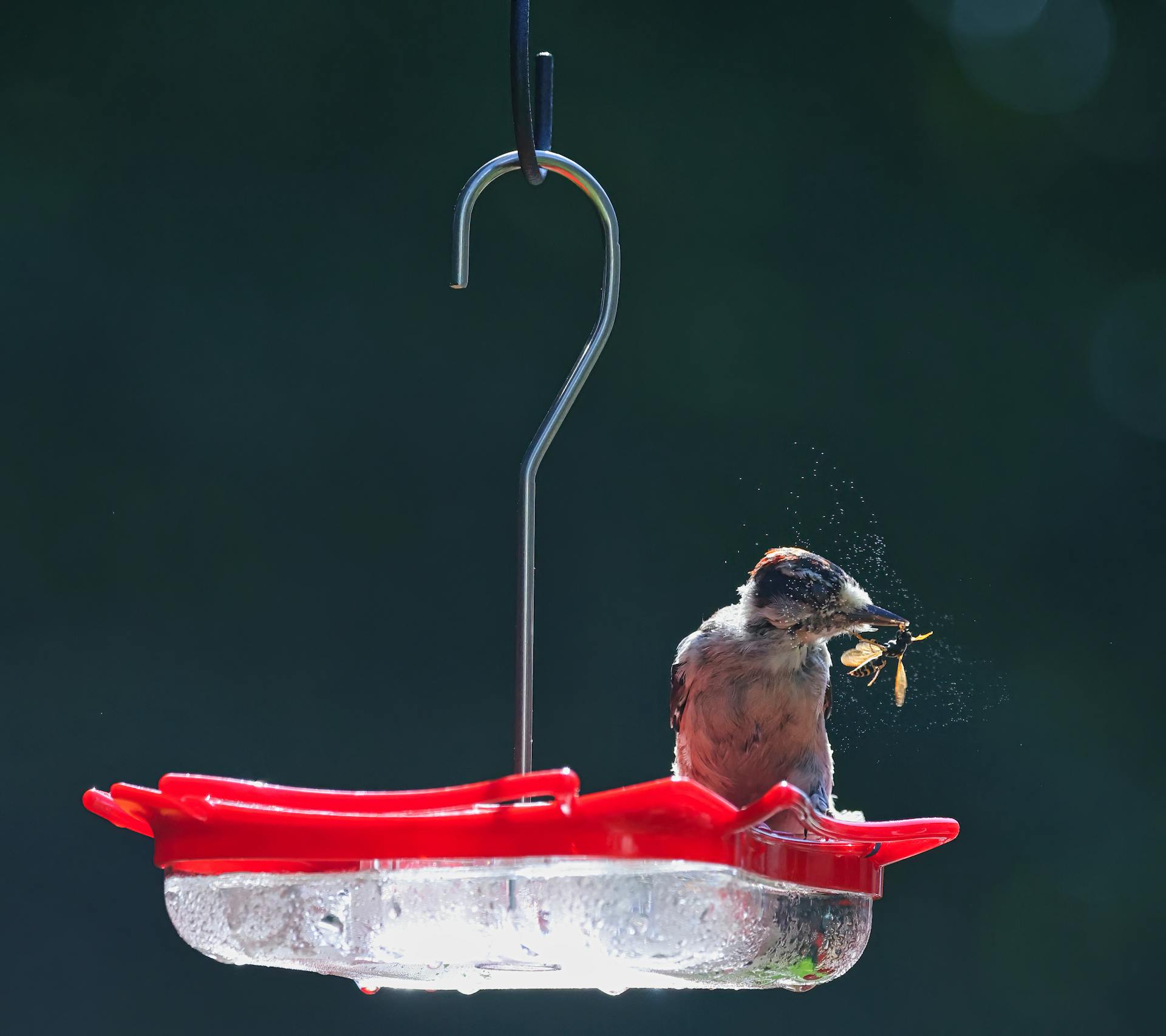 Bird Eating an Insect Perched on a Bird Feeder