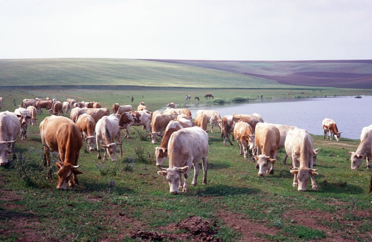 A Cows Eating The Grass