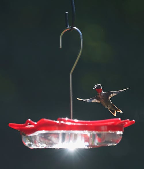 A Red-Throated Hummingbird Near a Bird Feeder